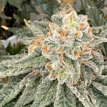 Sello Feminized (Mosca Seeds) Cannabis Seeds