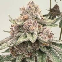 Lane 8 (Mosca Seeds) Cannabis Seeds