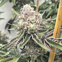 Loop Hole (Mosca Seeds) Cannabis Seeds