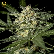 White Widow Automatic (Green House Seeds) Cannabis Seeds