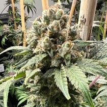 Tapestry Feminized (Mosca Seeds) Cannabis Seeds