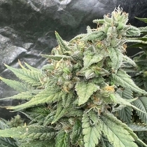 Pink LemonAid S1 Feminized (Mosca Seeds) Cannabis Seeds
