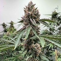 Pink Animal Crackers S1 Feminized (Mosca Seeds) Cannabis Seeds