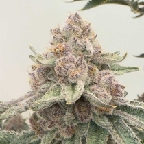 JellyCat Feminized (Mosca Seeds) Cannabis Seeds
