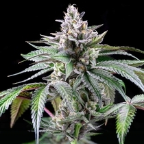 Sunsetz Feminized (Cookies Seed Bank) Cannabis Seeds