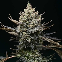 Corn Syrup Feminized (Cookies Seed Bank) Cannabis Seeds