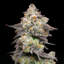Acai Grapes Feminized (Cookies Seed Bank) Cannabis Seeds