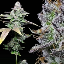 White Sherb Feminized (Cookies Seed Bank) Cannabis Seeds