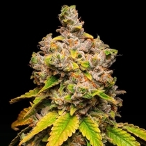 Lemon Cherry Sherb (Cookies Seed Bank) Cannabis Seeds