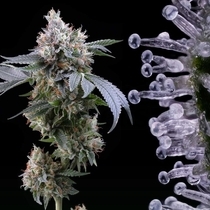 Dirty Diana Feminized (Cookies Seed Bank) Cannabis Seeds