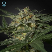 White Widow Auto CBD (Green House Seeds) Cannabis Seeds