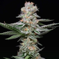 Grapefruitz Feminized (Cookies Seed Bank) Cannabis Seeds
