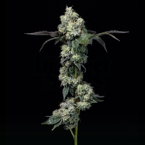 Elephant Trunk Feminized (Cookies Seed Bank) Cannabis Seeds