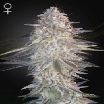 Super Lemon Haze x Pink Candy (Greenhouse Seeds) Cannabis Seeds