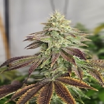Gelato (feminised) (Discreet Seeds) Cannabis Seeds