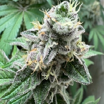 RS-11 (auto) (Discreet Seeds) Cannabis Seeds