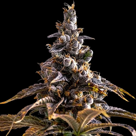 Alien Technology x Do Si Dos (Empire Seed Bank) Cannabis Seeds
