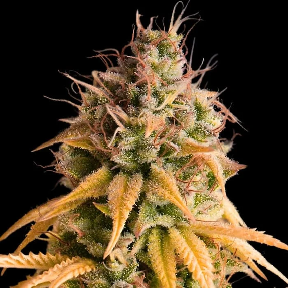 Bonkers Auto (Empire Seed Bank) Cannabis Seeds