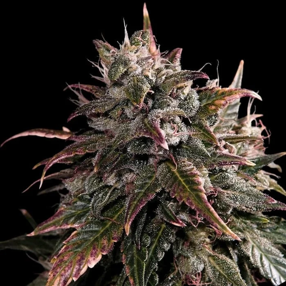 Bubble Bath (Empire Seed Bank) Cannabis Seeds