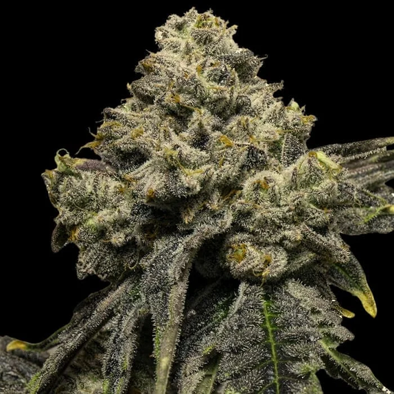 Cheddar Plum Auto (Empire Seed Bank) Cannabis Seeds
