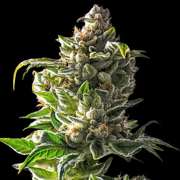 Empire Dragon (Empire Seed Bank) Cannabis Seeds