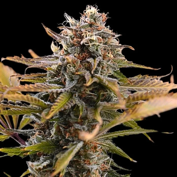 Fatso (Empire Seed Bank) Cannabis Seeds