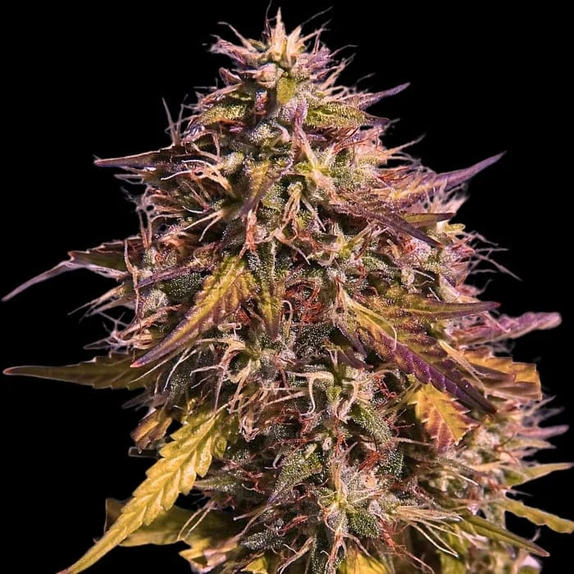 Gas Face (Empire Seed Bank) Cannabis Seeds