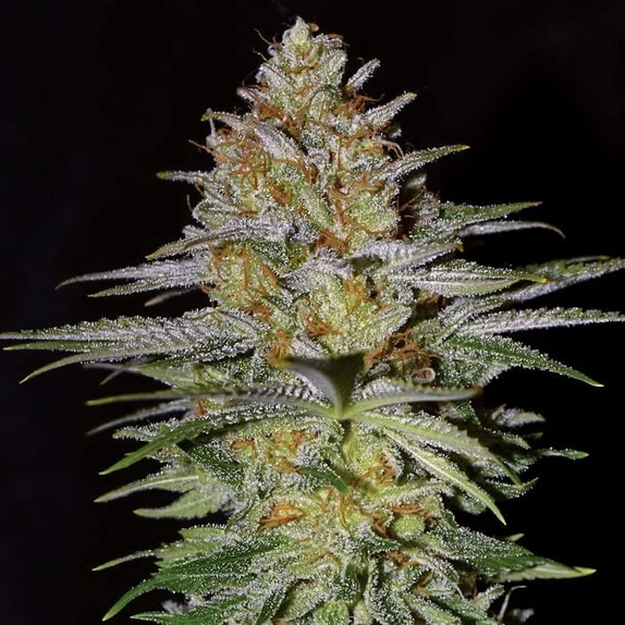 Glitter Bomb (Empire Seed Bank) Cannabis Seeds