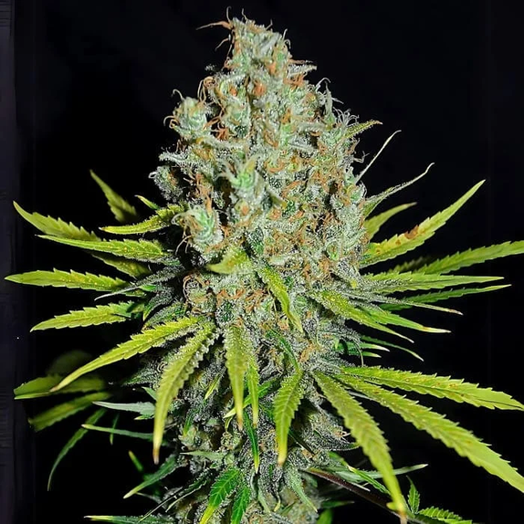 Grape Stomper (Empire Seed Bank) Cannabis Seeds