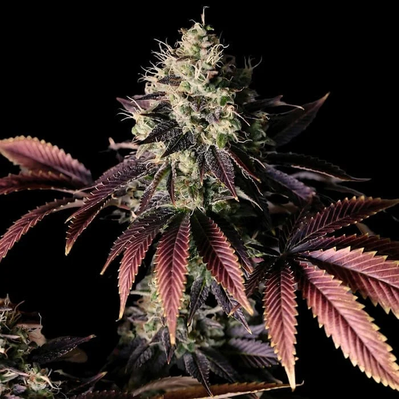 Millionaire Mindset (Empire Seed Bank) Cannabis Seeds