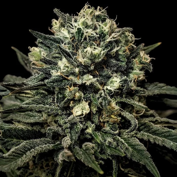 Muddy Waters (Empire Seed Bank) Cannabis Seeds