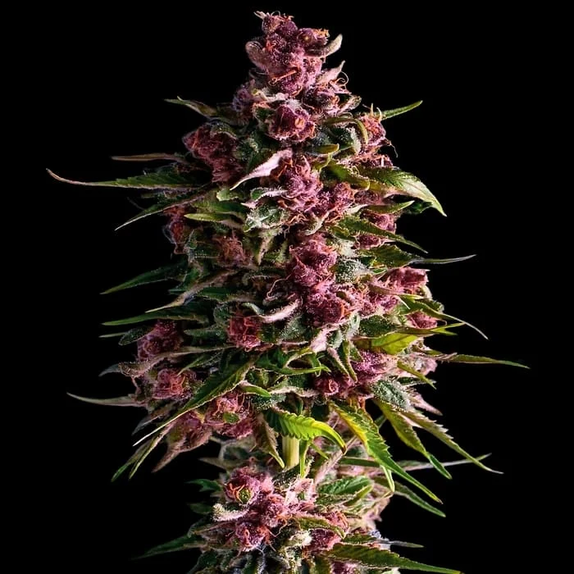 Pink Empire (Empire Seed Bank) Cannabis Seeds