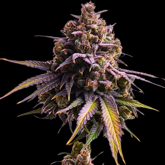 RS11 Auto (Empire Seed Bank) Cannabis Seeds