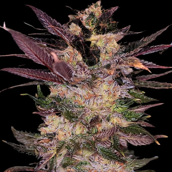 Slapz (Empire Seed Bank) Cannabis Seeds