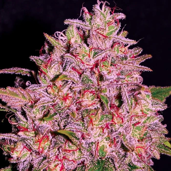 Slurty (Empire Seed Bank) Cannabis Seeds
