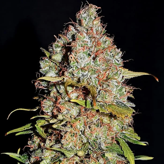 White Truffle (Empire Seed Bank) Cannabis Seeds