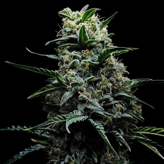 Zlushi (Empire Seed Bank) Cannabis Seeds