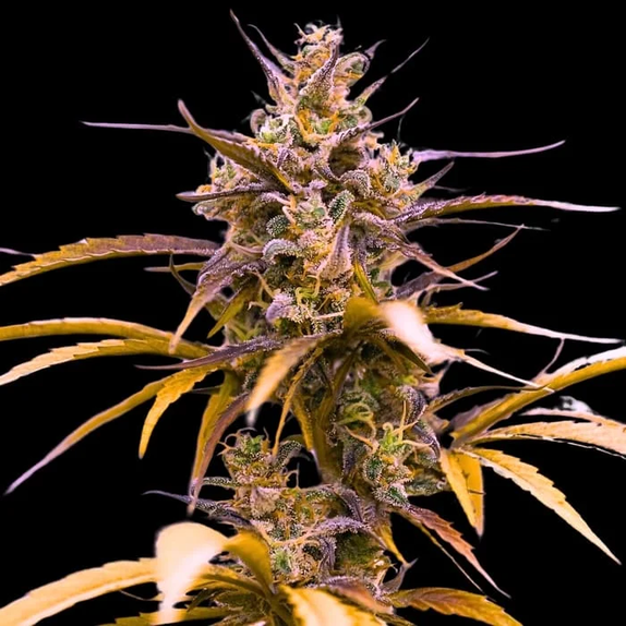 Zoap Auto (Empire Seed Bank) Cannabis Seeds