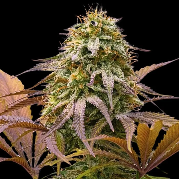 Zoinks (Empire Seed Bank) Cannabis Seeds