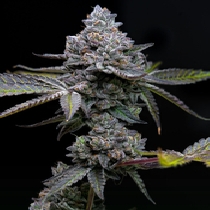 Apple Fritter ( Barneys Farm seeds ) Cannabis Seeds
