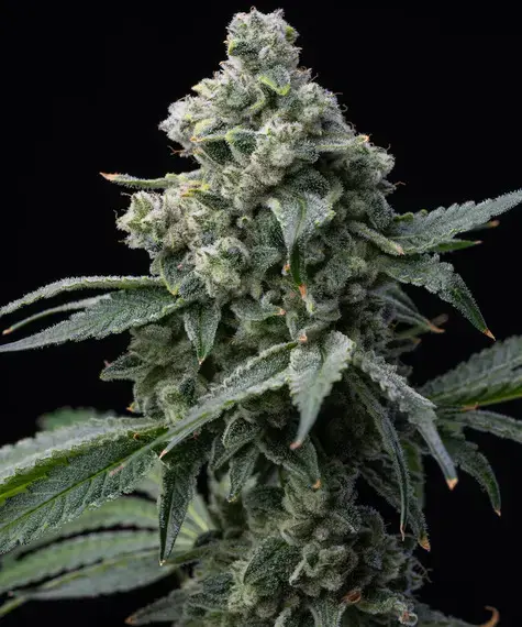 Bruce Banner (Barneys Farm Seeds) Cannabis Seeds