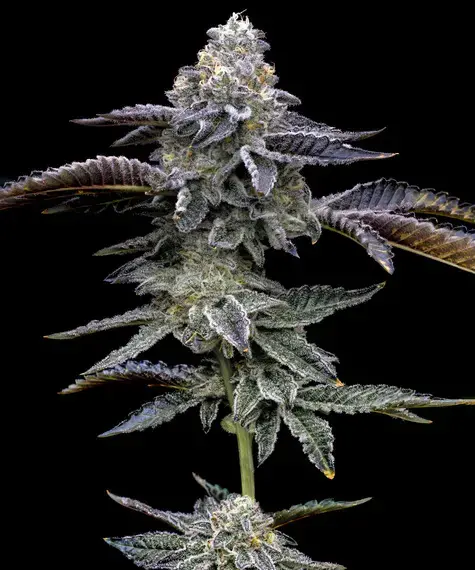Blue Dream (Barneys Farm Seeds) Cannabis Seeds