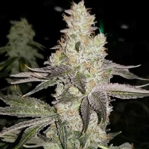 Finessin Feminized (Always Be Flowering Genetics) Cannabis Seeds