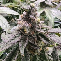 Mamoncillo Feminized (Always Be Flowering Genetics) Cannabis Seeds