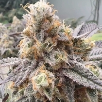 Malvazia Feminized (Always Be Flowering Genetics) Cannabis Seeds