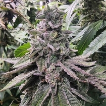 Lucky Cat Feminized (Always Be Flowering Genetics) Cannabis Seeds