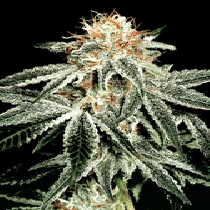White Widow (Green House Seeds) Cannabis Seeds
