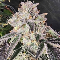 Snow Globe Feminized (Always Be Flowering Genetics) Cannabis Seeds