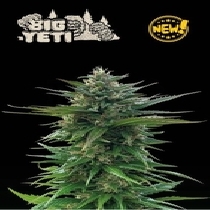 Big Yeti Feminised ( Seedstockers Seeds ) Cannabis Seeds