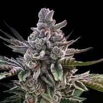 Acai Jelly by Sherbinskis (Silent Seeds) Cannabis Seeds
